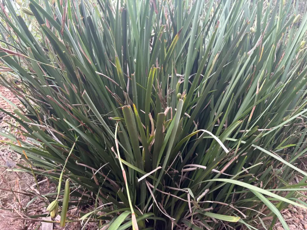 An image showing hardy grasses holding up the hillside