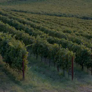 An image of a Mornington Peninsula Vineyard