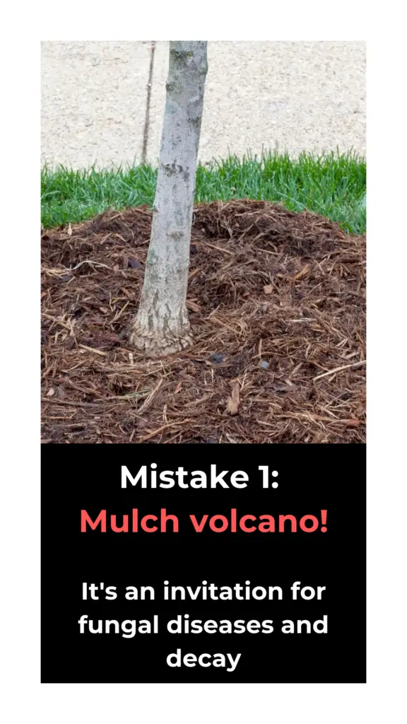 Groundwise - Mulch volcanoes and mulching to close to the trunk of a tree