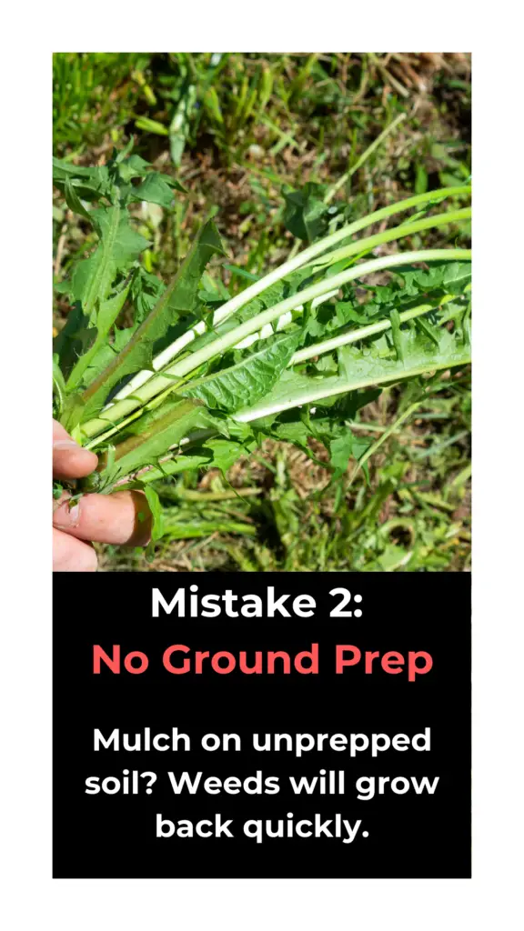 Groundwise - Weeding before mulching