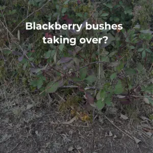 Blackberry bushes are an invasive species in Victoria, Australia. In this article we discuss the best ways to control blackberry bushes