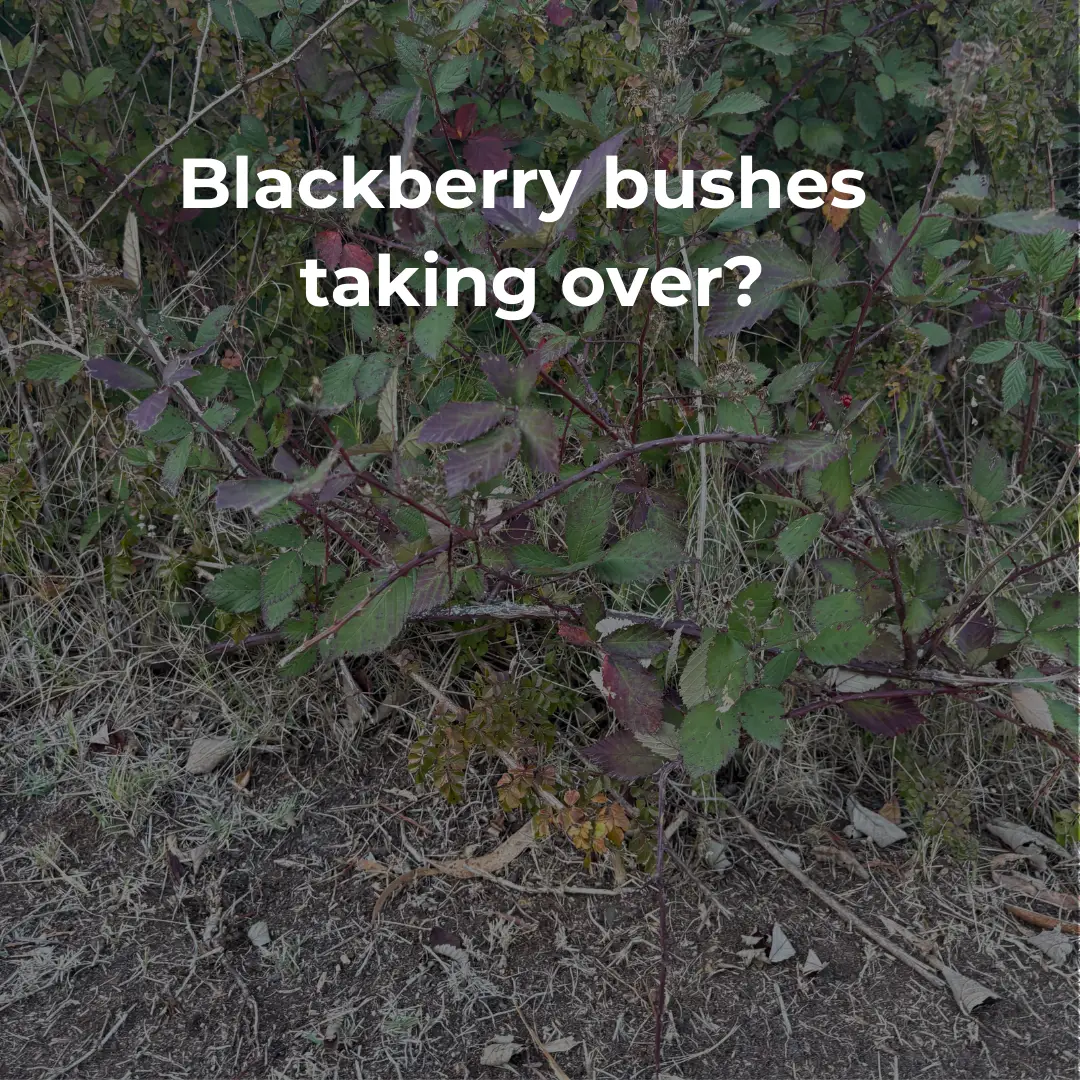 Blackberry bushes are an invasive species in Victoria, Australia. In this article we discuss the best ways to control blackberry bushes